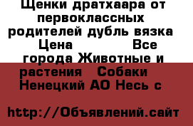 Щенки дратхаара от первоклассных  родителей(дубль вязка) › Цена ­ 22 000 - Все города Животные и растения » Собаки   . Ненецкий АО,Несь с.